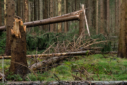 Storm damage in a forest: broken trees everywhere