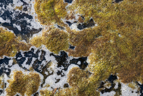 Dirty eutrophic water covered with a layer of algae photo