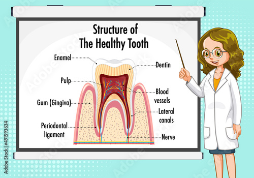 Infographic of human in structure of the healthy tooth