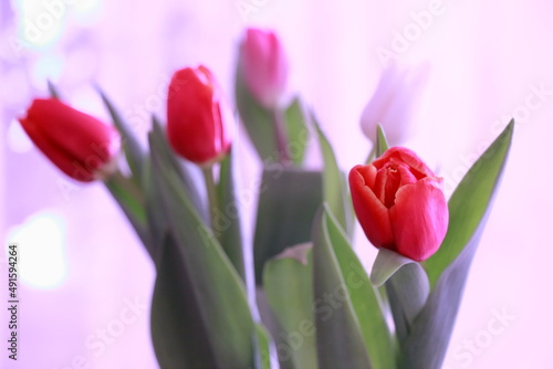 bouquet of tulips