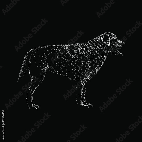 dalmador dog. dalmatian and labrador mix breed. hand drawing vector illustration isolated on black background