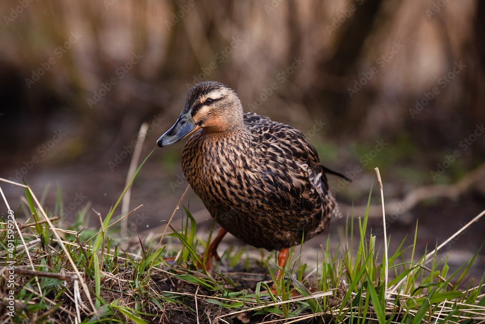 Female mallard duck standing on grass. Anas platyrhynchos. Female mallard duck standing on grass. Anas platyrhynchos.