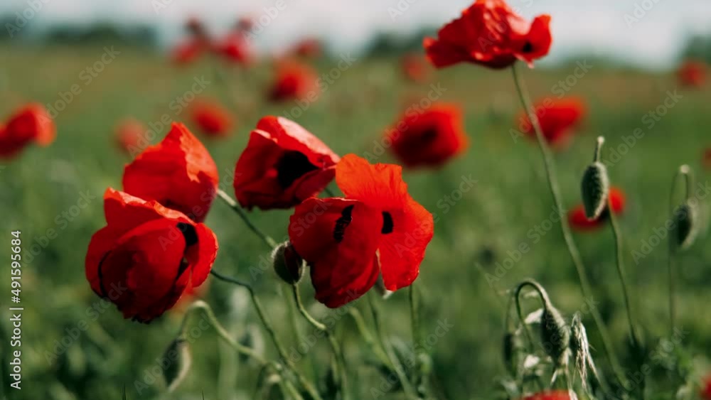 Poppy field flower red poppies summer nature spring meadow wind. Concept: nature, spring, biology, fauna, environment, ecosystem. Poppy field flower red poppies summer nature spring meadow wind. Concept: nature, spring, biology, fauna, environment, ecosystem.