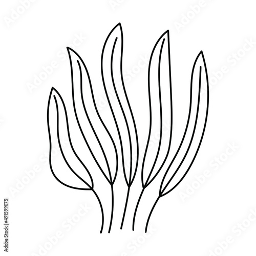 Seaweed set. Water grass. Freehand coloring book. Vector illustration isolated on white background