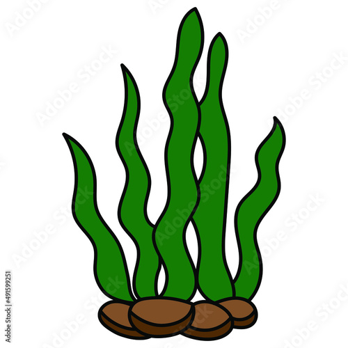 Seaweed set. Water grass. Freehand coloring book. Vector illustration isolated on white background