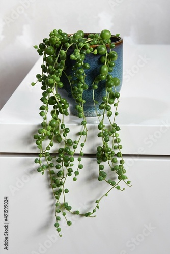 Senecio rowleyanus, string of pearls, houseplant with round green leaves in a blue ceramic pot. Isolated on a white background, in portrait orientation.