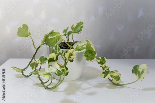 Epipremnum aureum, pothos pearls and jade. Houseplant with variegated white and green leaves. Isolated against a white background, in a white pot, in landscape orientation. photo