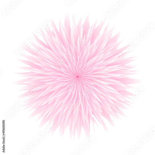 Pink aster on white background. Flower in bloom. Abstract background design element. Watercolors floral texture. A fall chrysanthemum daisy. Spring blossom idea. Vector illustration, flat, clip art. 