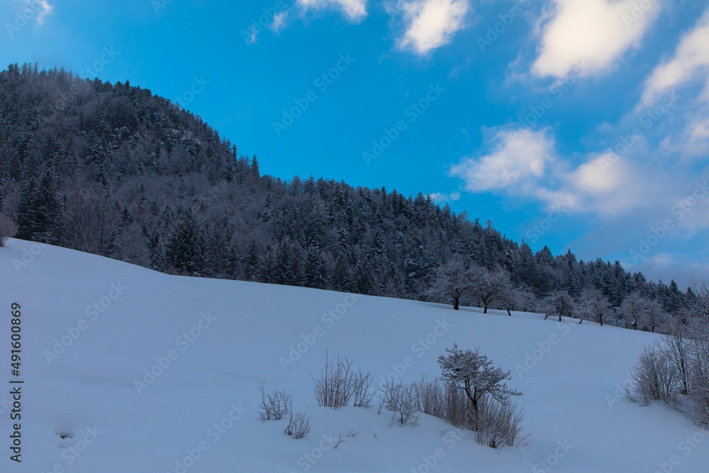 Obraz premium Winter snowy mountain slope, fir trees on the mountain top with beautiful blue sky and clouds. Spectacular winter natural landscape for vacation and hiking trips. Aussee, Austria