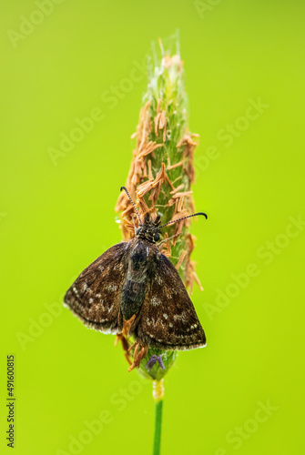 Dingy Skipper - Erynnis tages, small brown butterfly from European meadows and grasslands, White Carpathians, Czech Republic. photo