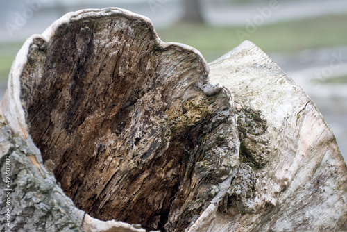 A hollow in an old tree. Rotten wood.