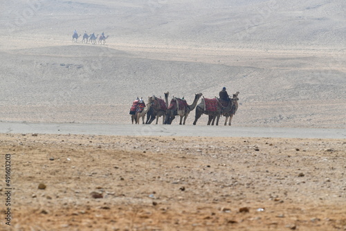 desert, camel, sand, travel, animal, sahara, egypt, camels, landscape, nature, caravan, sky, bedouin, horse, tourism, safari, arab, tunisia, dromedary, mountain, dune, sun, summer, sea, people