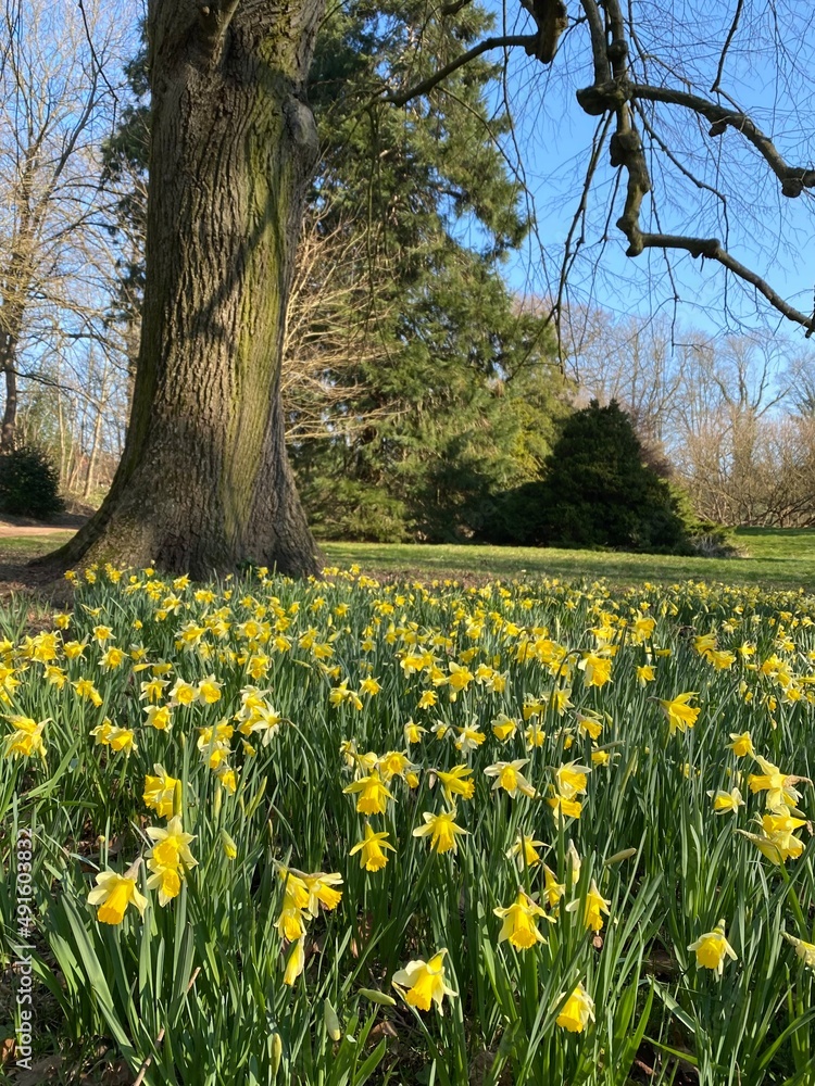 Obraz premium spring in the park