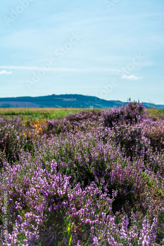 Filed of blooming Heather
