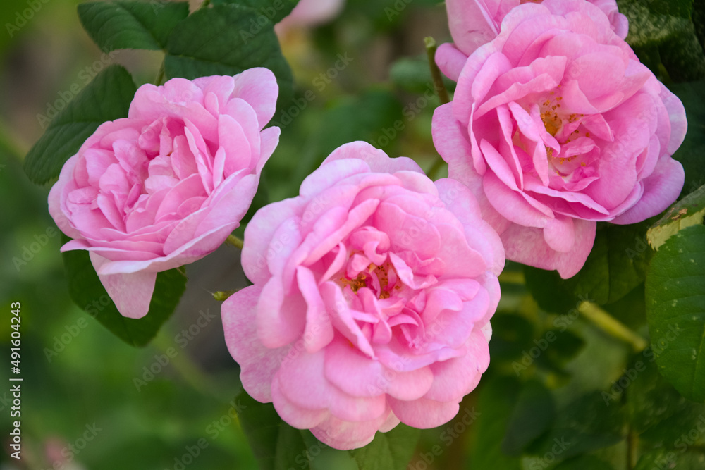 pink roses in garden pink roses in garden
