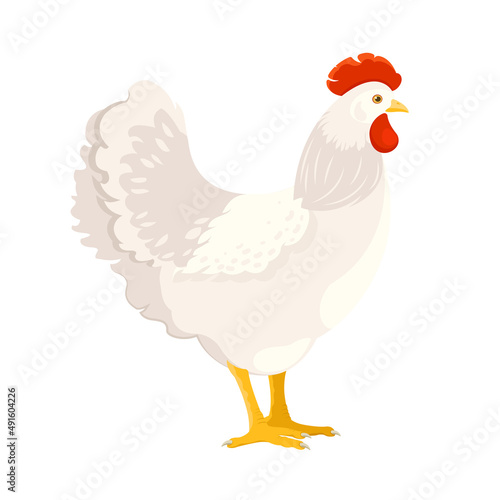 Adult white chicken on white background. Side Profile. Domestic bird. Vector illustration
