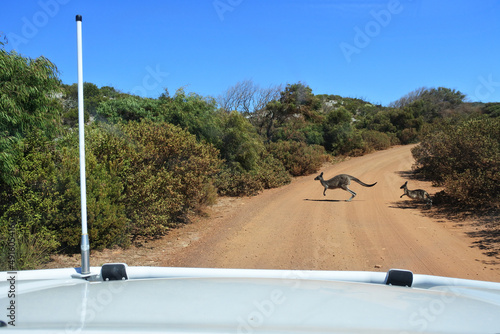 Female kangaroo and a joey crossing and dirt road in the outback of Australia photo