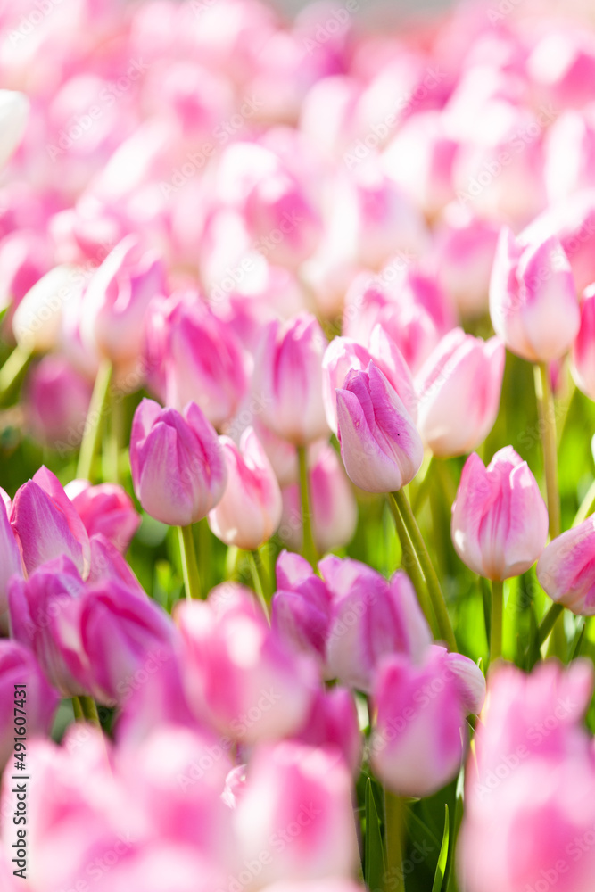 Fototapeta premium 春色花壇