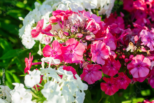 Close-up of white and pink phloxes