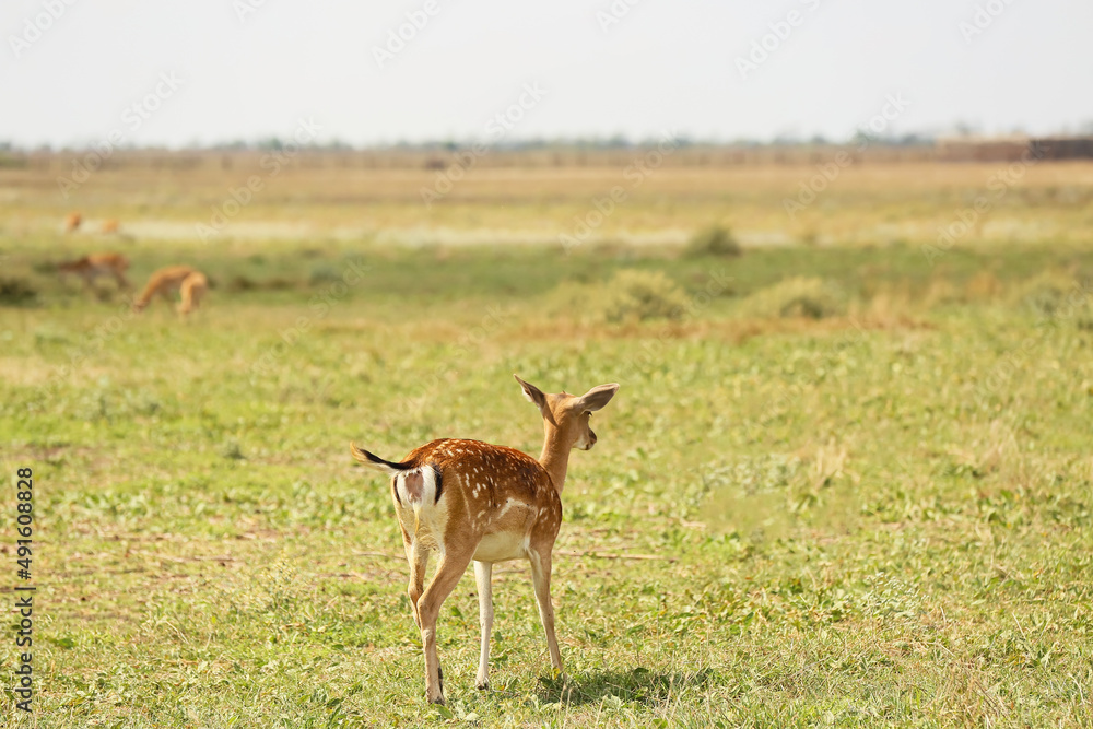 Beautiful deer in wildlife sanctuary Beautiful deer in wildlife sanctuary