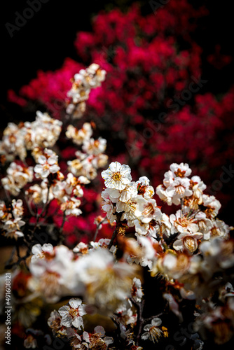 春への知らせを告げる花々　梅　桜 © 夏檸檬