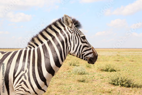 Beautiful zebra in wildlife sanctuary