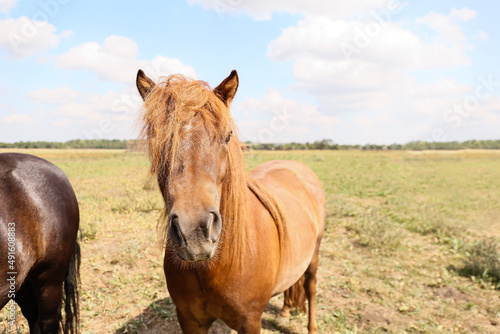 Cute pony horses in wildlife sanctuary