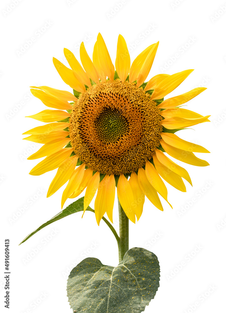 Fototapeta premium Sunflower isolated on white background. Concept of organic food, healthy eating and healthy lifestyle.