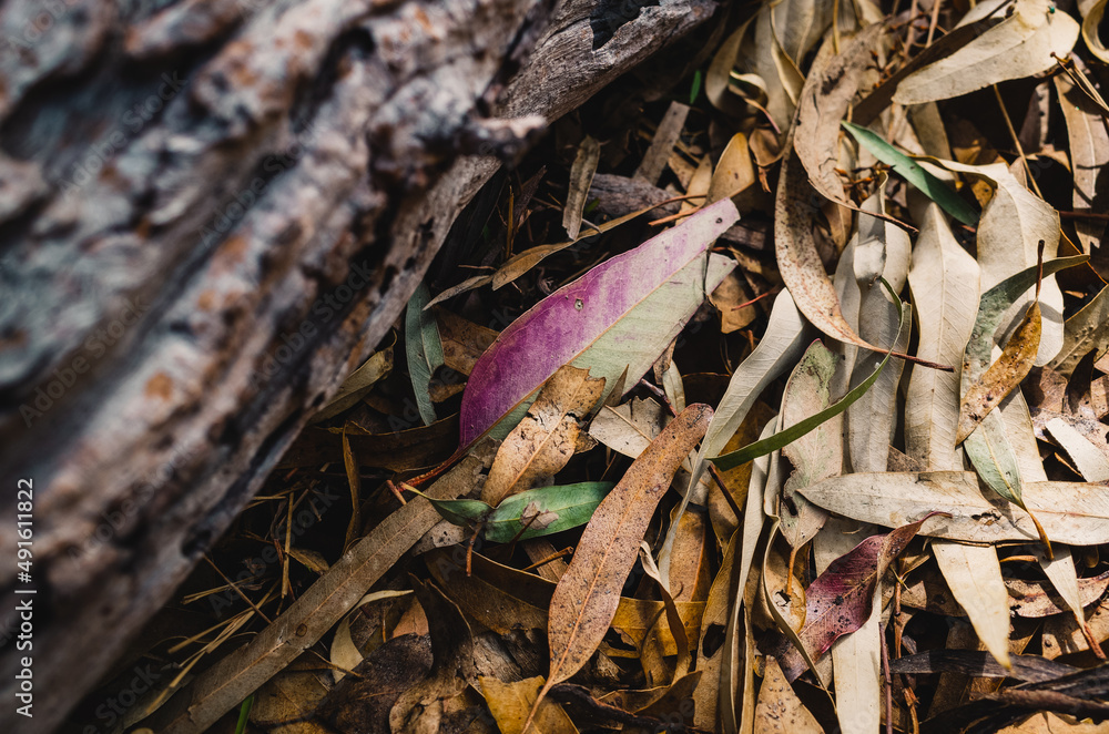 leaves on the ground leaves on the ground