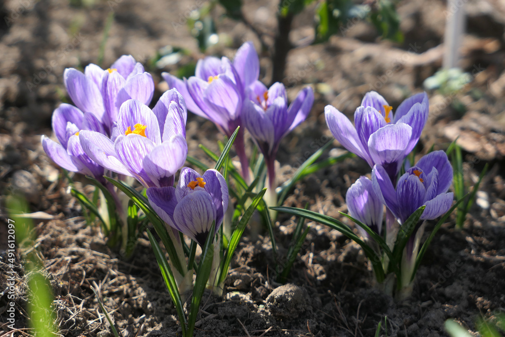 Purple crocus flowers blooming in the garden Purple crocus flowers blooming in the garden