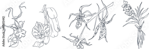 Hand drawn exotic orchid branches set. Vector illustration