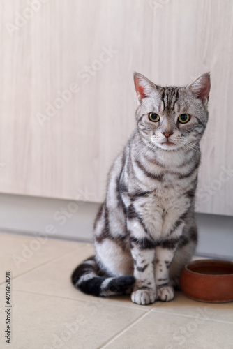 American shorthair male cat tabby classic silver color is looking and sitting on the tile floor, Wooden cabinet backdrop with copy space, Lovely pet and Built in furniture modern minimal style.