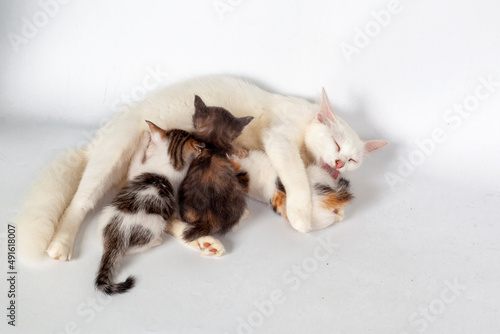 Fototapeta Naklejka Na Ścianę i Meble -  cute kitten on white background