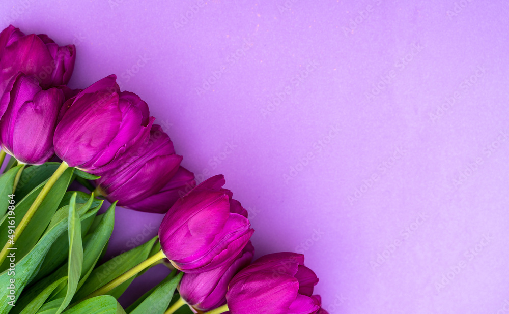 Fototapeta premium mother's day background. view from above. Beautiful bouquet of purple tulips on a purple background.