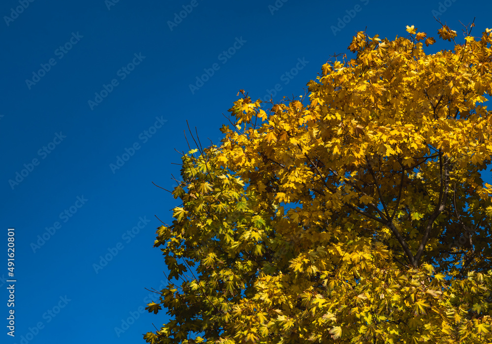 Fototapeta premium bright yellow maple crown against the blue sky