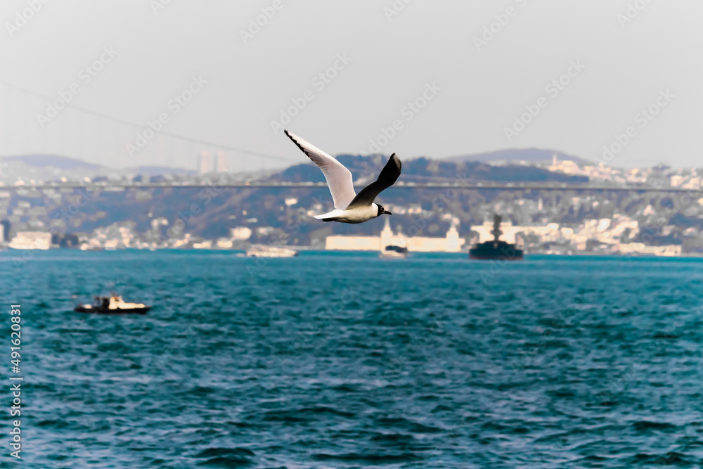 Fototapeta premium Seagull flying over the sea.