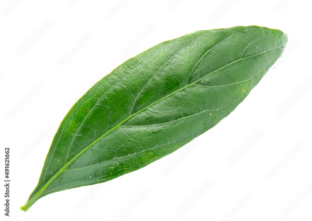 Obraz premium Andrographis paniculata leaf isolated on white background