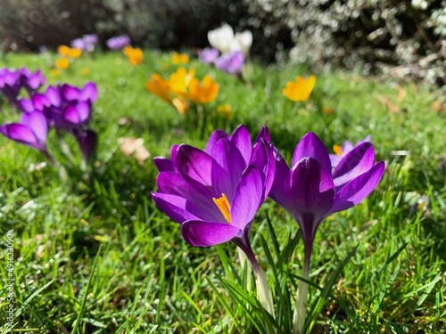 Fototapeta Naklejka Na Ścianę i Meble -  Colorful blooming crocuses on a lawn, spring, garden, garden design, awakening of nature
