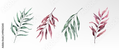 Watercolor eucalyptus red green pointy leaves collection vector design