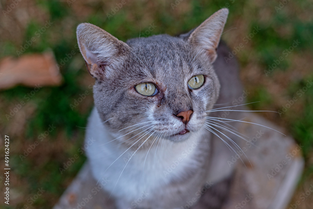 Retrato de gato gris
