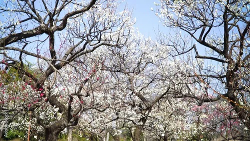 Wallpaper Mural 郷土の森梅園に春の訪れ Torontodigital.ca