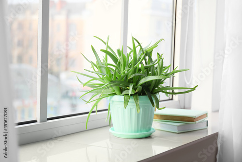 Pot with green aloe vera houseplant and books on window sill