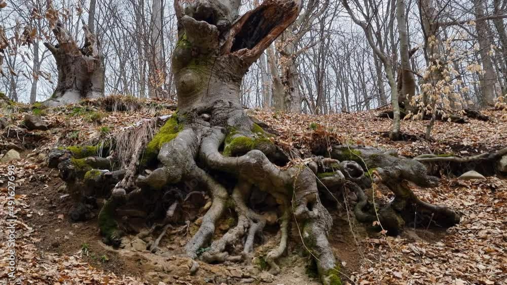 Large old tree with roots protruding out of the soil. Forest in the winter. Large old tree with roots protruding out of the soil. Forest in the winter.
