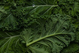 Close up view of kale leaves.