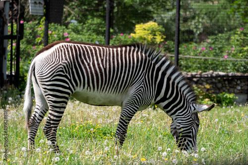 African beautiful zebra eating fresh green grass