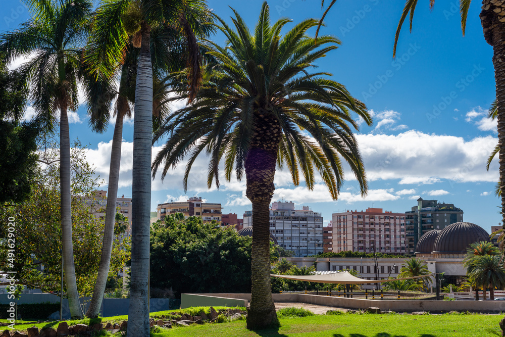 Palm trees in a park with buildings at the back on a sunny day. Tenerife. Canary Islands.
