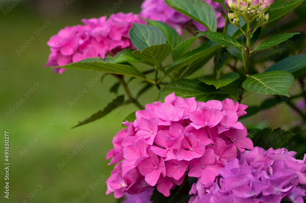 Hydrangea macrophylla bigleaf flowers in bloom, group of pink purple hortensia flowering plants Hydrangea macrophylla bigleaf flowers in bloom, group of pink purple hortensia flowering plants