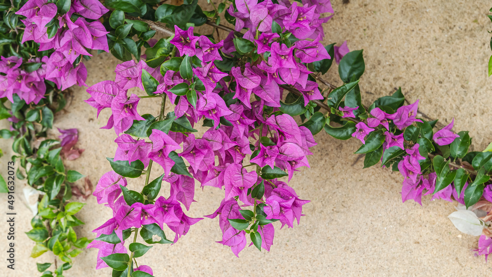 Part of a beautiful magenta colored plant with beach sand in the background found in the tropical part of Keta Ghana Part of a beautiful magenta colored plant with beach sand in the background found in the tropical part of Keta Ghana