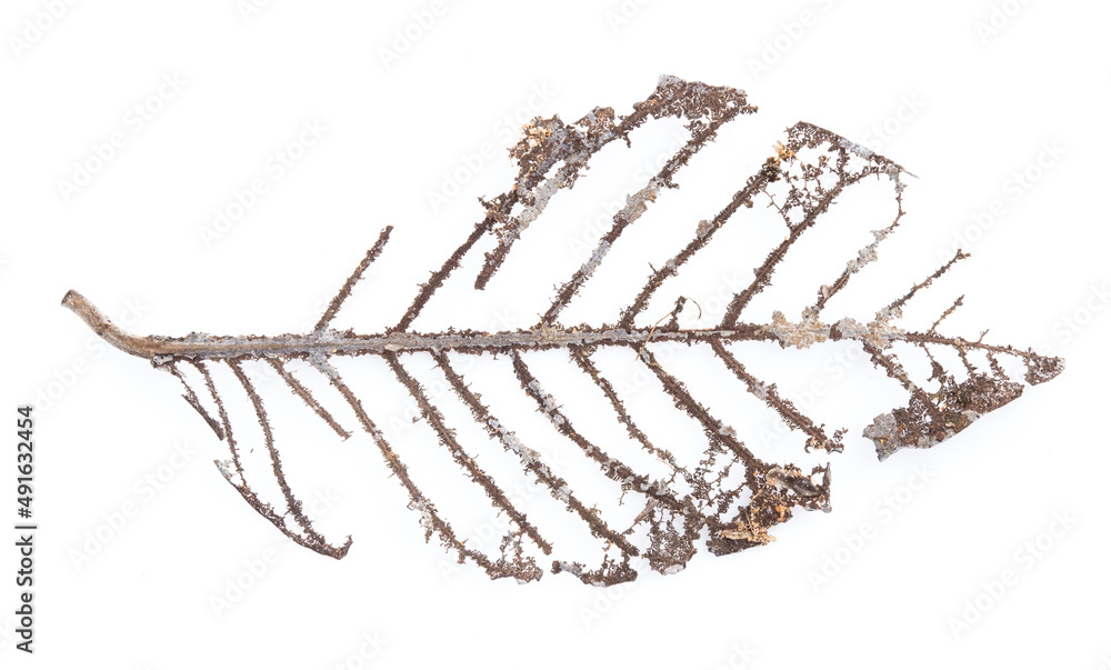 dry leaf isolated on white background dry leaf isolated on white background