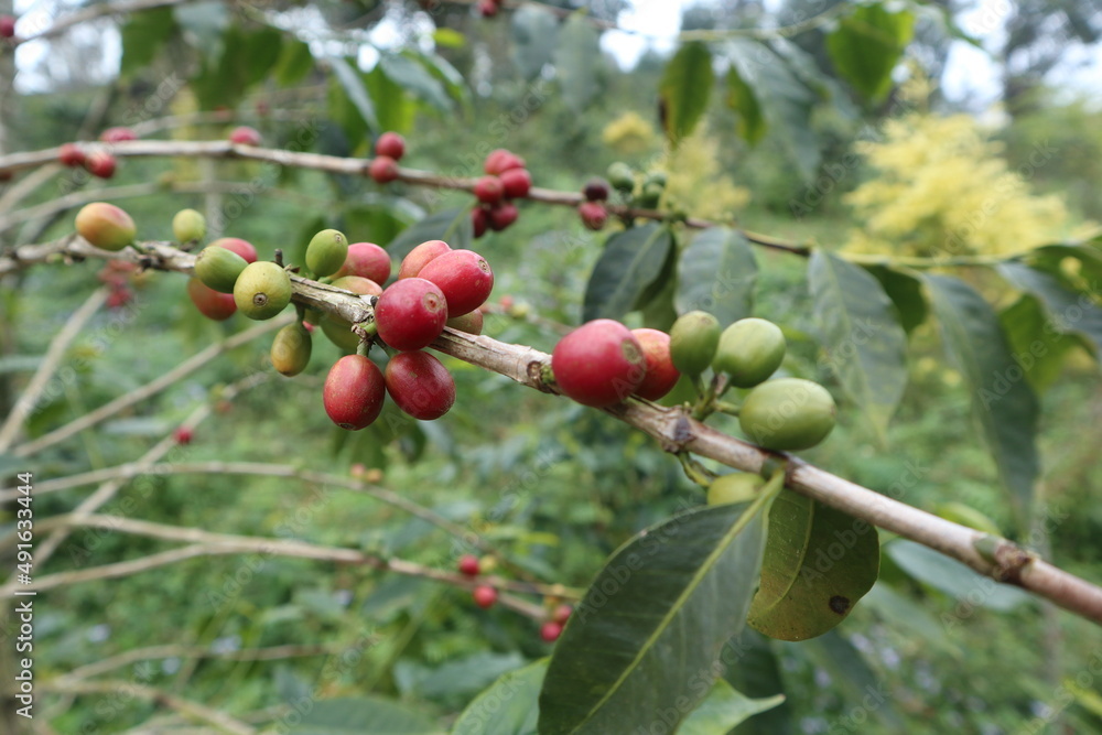 fresh and mature fruit of coffee design for growth concept fresh and mature fruit of coffee design for growth concept
